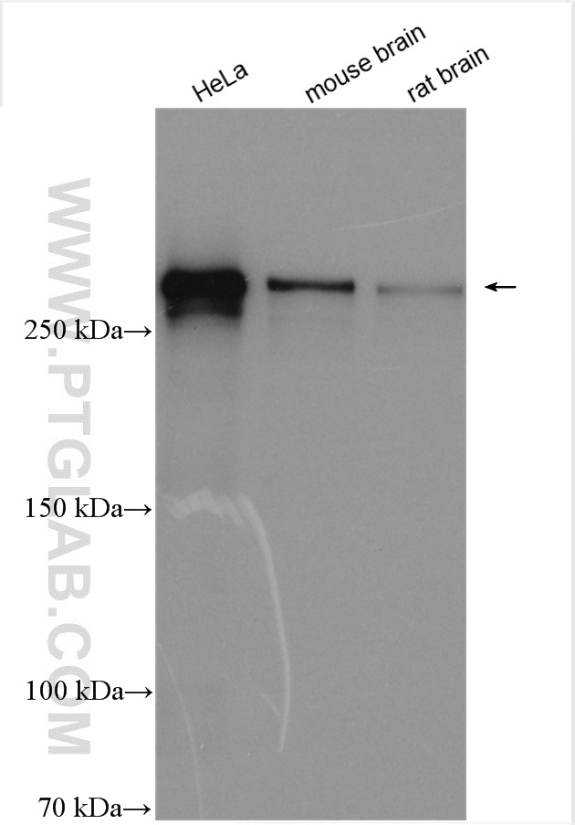 WB analysis using 29783-1-AP