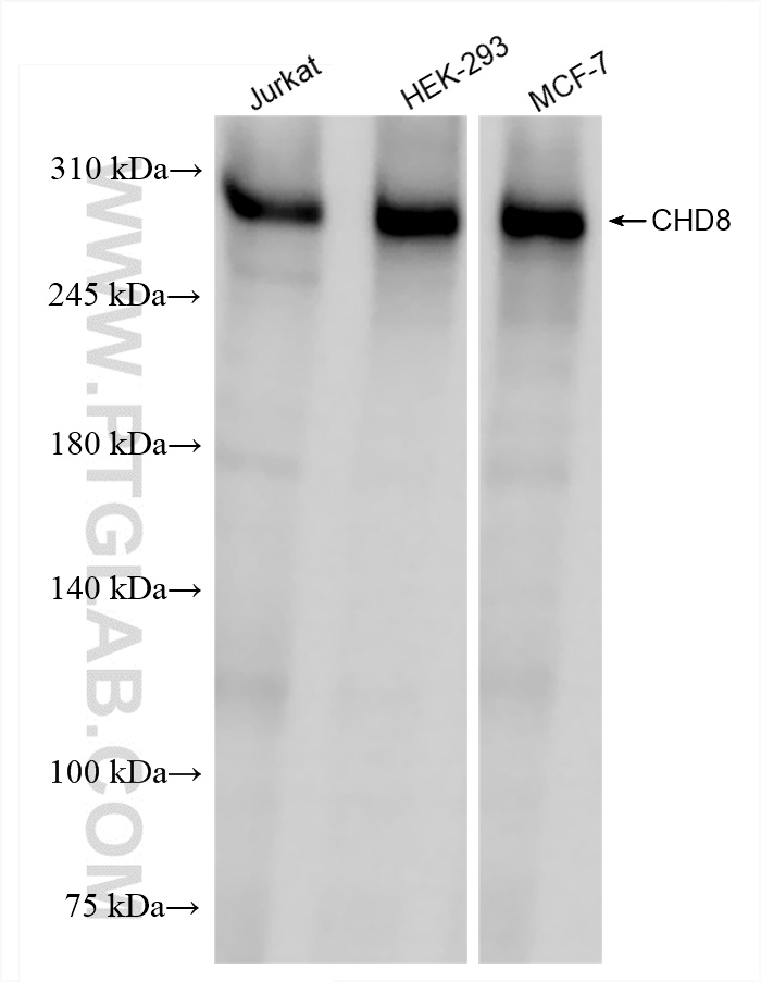 WB analysis using 86032-1-RR (same clone as 86032-1-PBS)