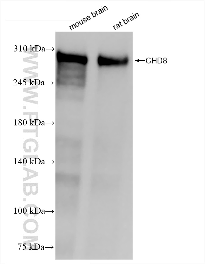 WB analysis of mouse brain using 86032-1-RR (same clone as 86032-1-PBS)