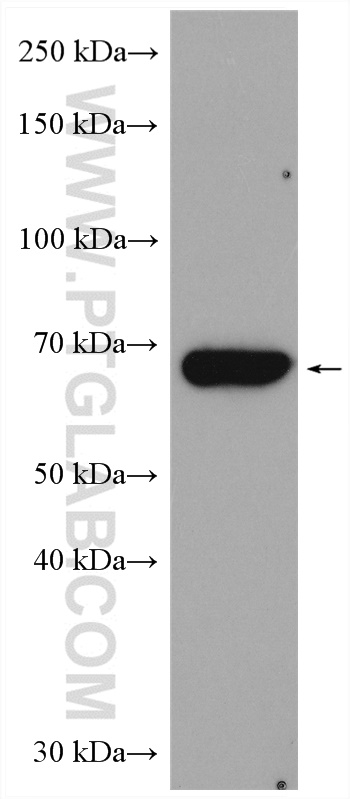 WB analysis of HL-60 using 13954-1-AP