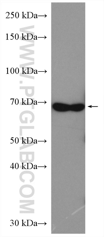 WB analysis of HeLa using 13954-1-AP