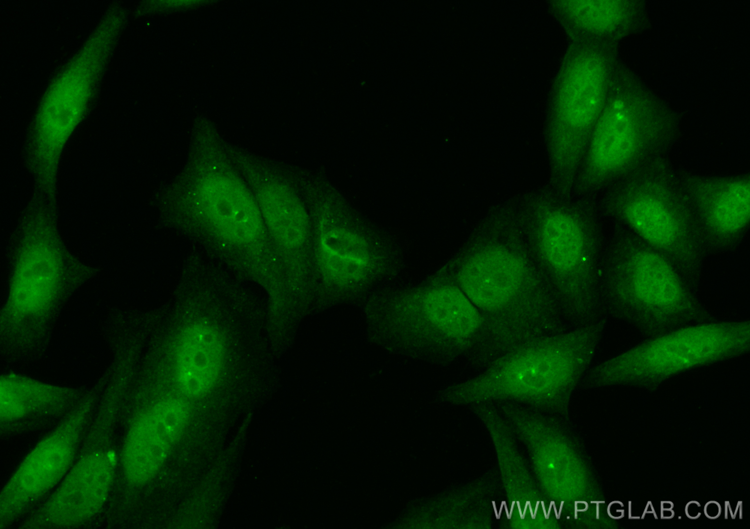 IF Staining of HepG2 using CL488-13954