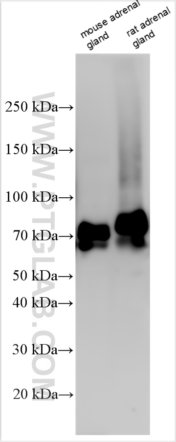 WB analysis using 10529-1-AP