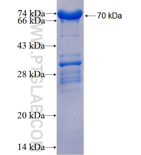 CHGA fusion protein Ag0807 SDS-PAGE