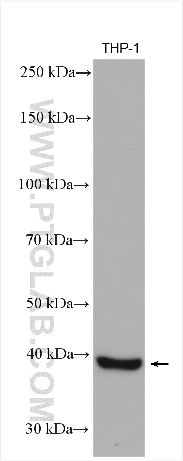 WB analysis of THP-1 using 12036-1-AP