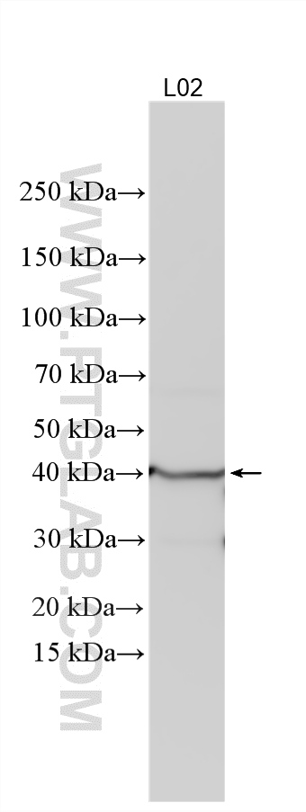 WB analysis using 12036-1-AP