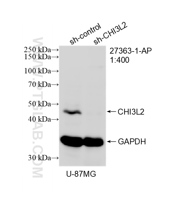 WB analysis of U-87 MG using 27363-1-AP