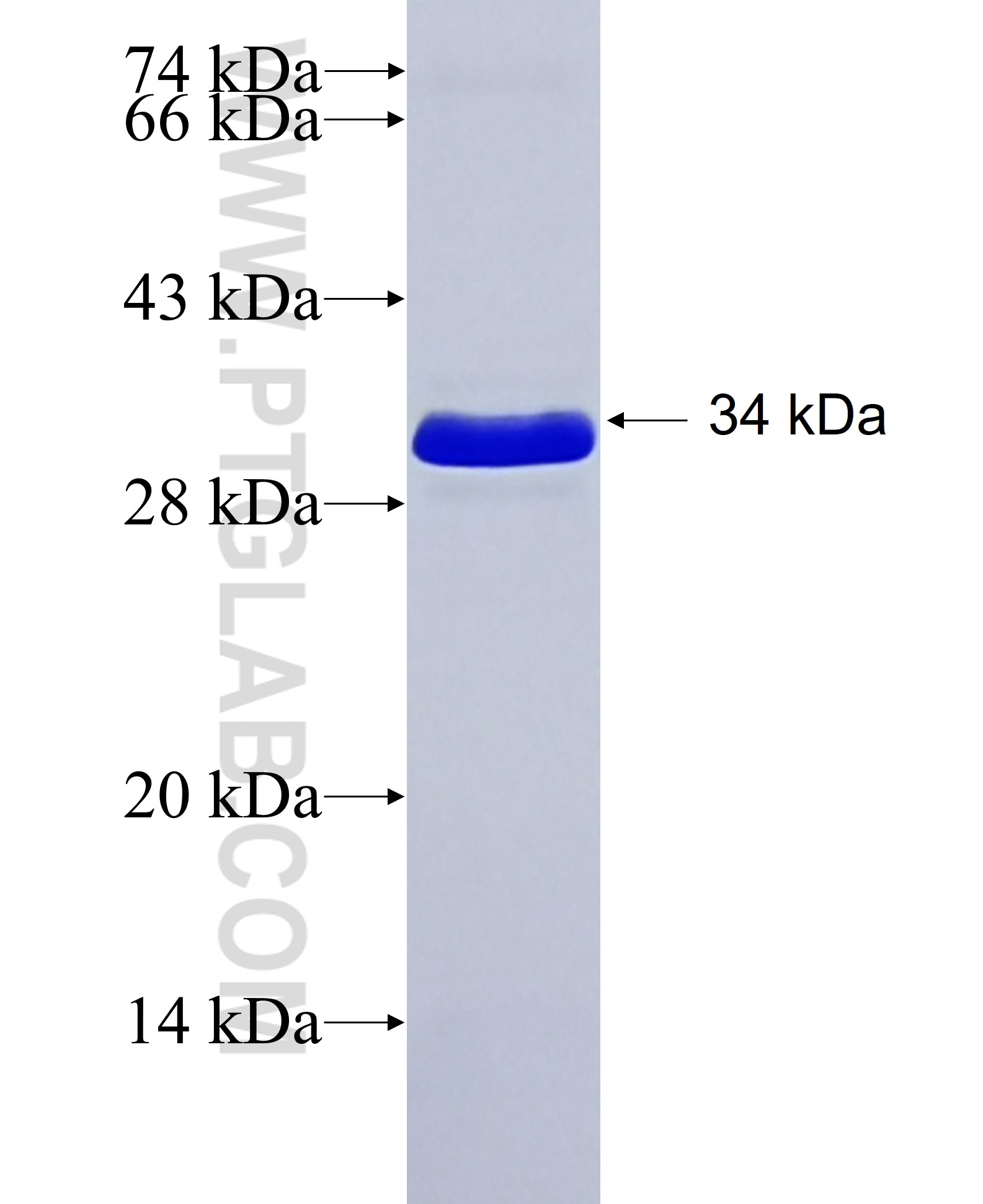 CHMP1A fusion protein Ag8376 SDS-PAGE