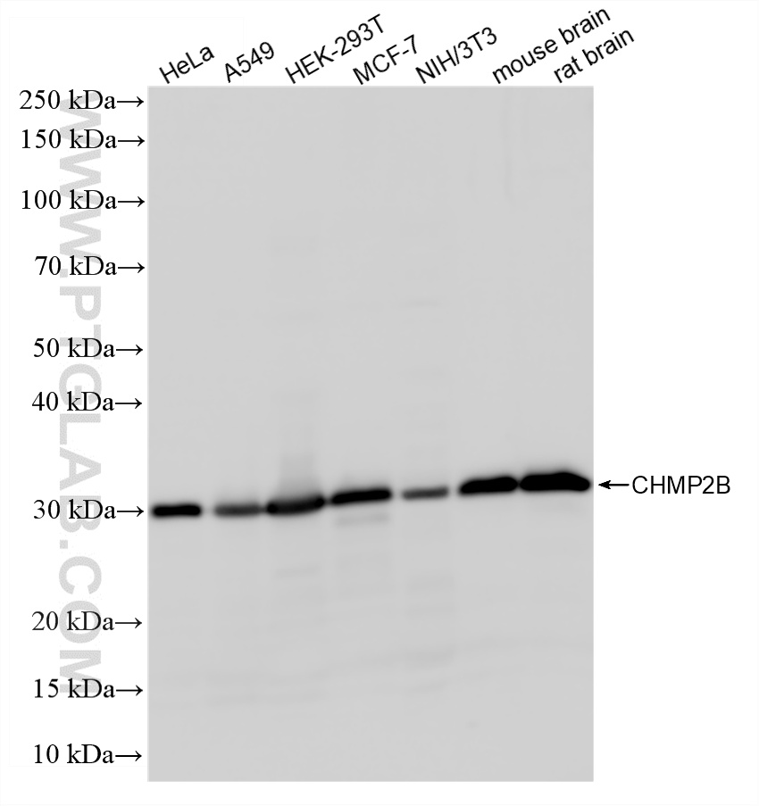 WB analysis using 87151-1-RR WB analysis using 87151-1-RR