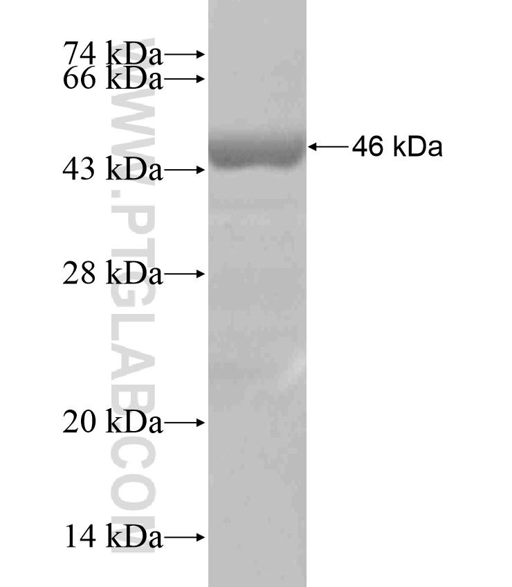 CHMP4A fusion protein Ag18203 SDS-PAGE