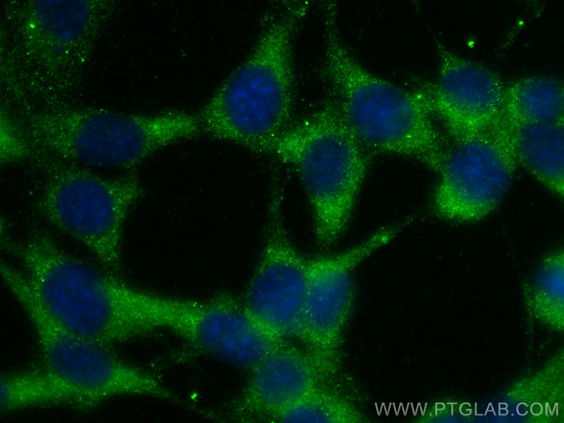 IF Staining of NIH/3T3 using 13683-1-AP