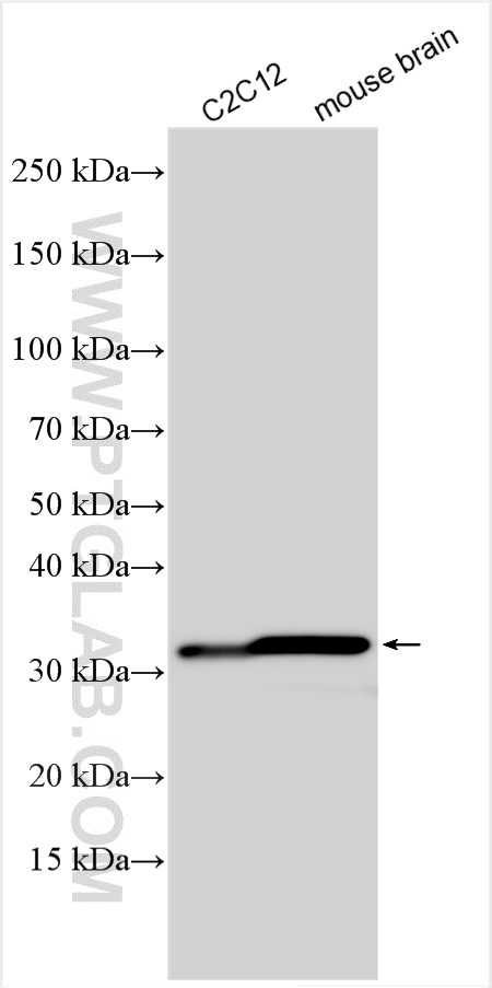 WB analysis using 13683-1-AP