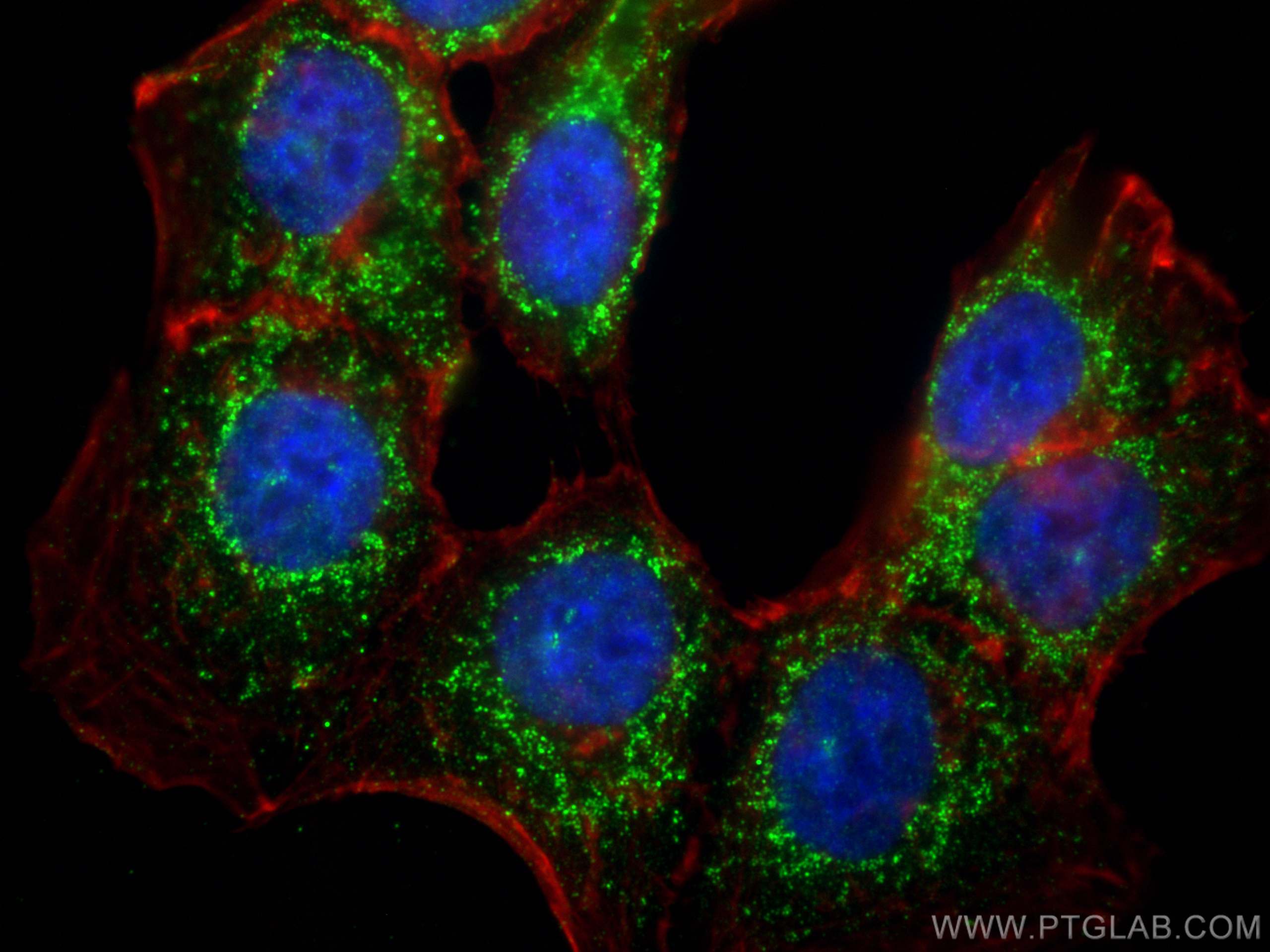 IF Staining of HCT 116 using 68811-1-Ig