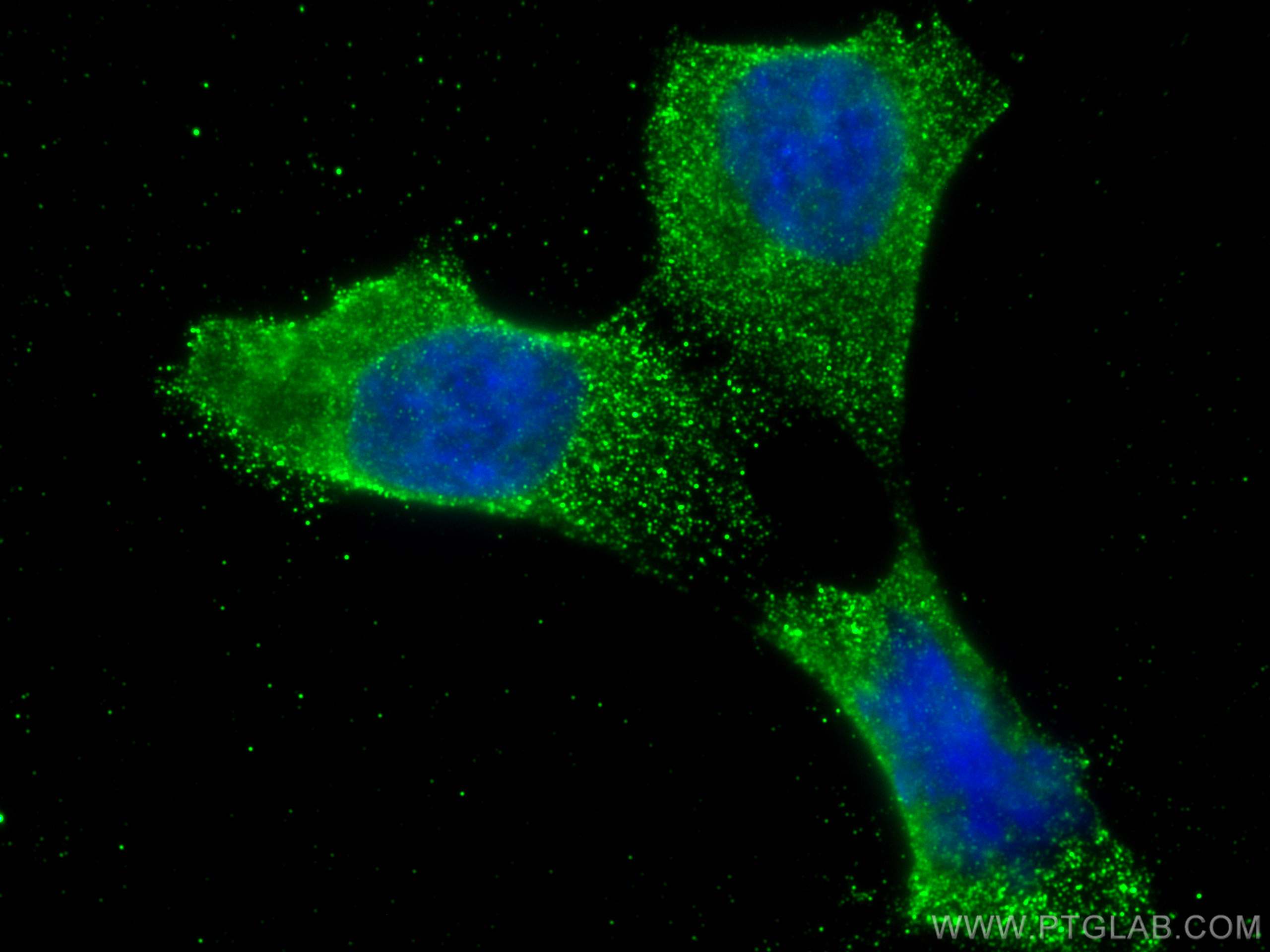 IF Staining of HCT 116 using 68811-2-Ig (same clone as 68811-2-PBS)