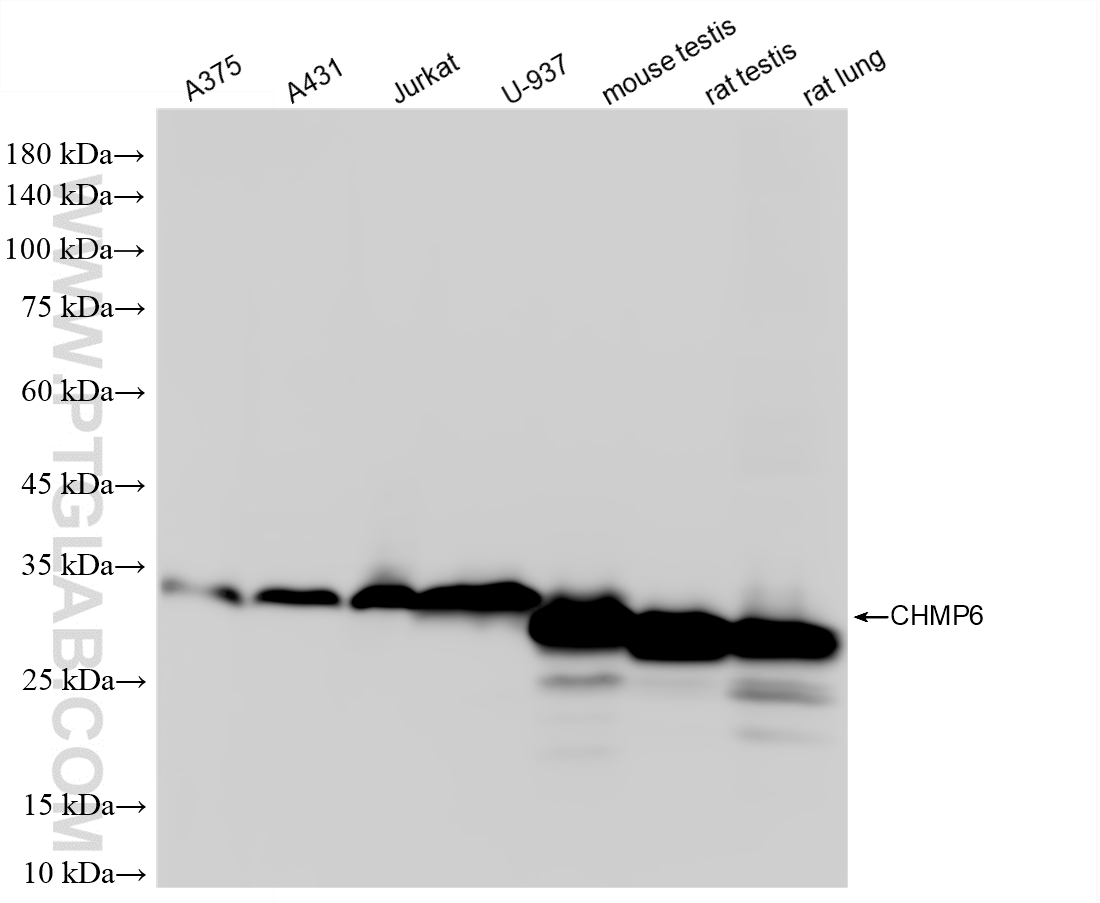 Various lysates were subjected to SDS PAGE followed by western blot with <a class='green' href='/productredirect?CatalogNo=86474-3-RR' target='_blank'>86474-3-RR</a> (CHMP6 antibody) at dilution of 1:10000 incubated at room temperature for 1.5 hours. This data was developed using the same antibody clone with 86474-3-PBS in a different storage buffer formulation. WB analysis using 86474-3-RR (same clone as 86474-3-PBS)