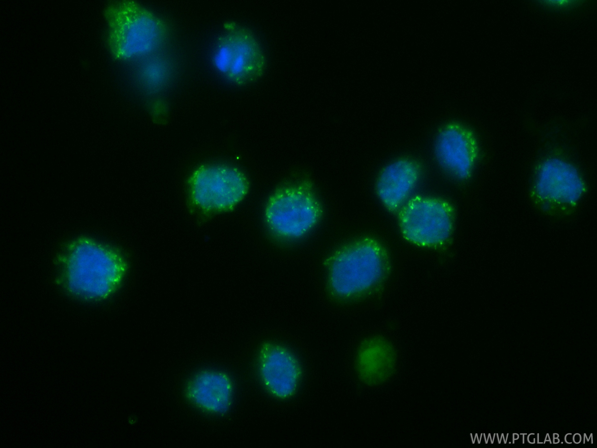 IF Staining of U-937 using CL488-86474-3