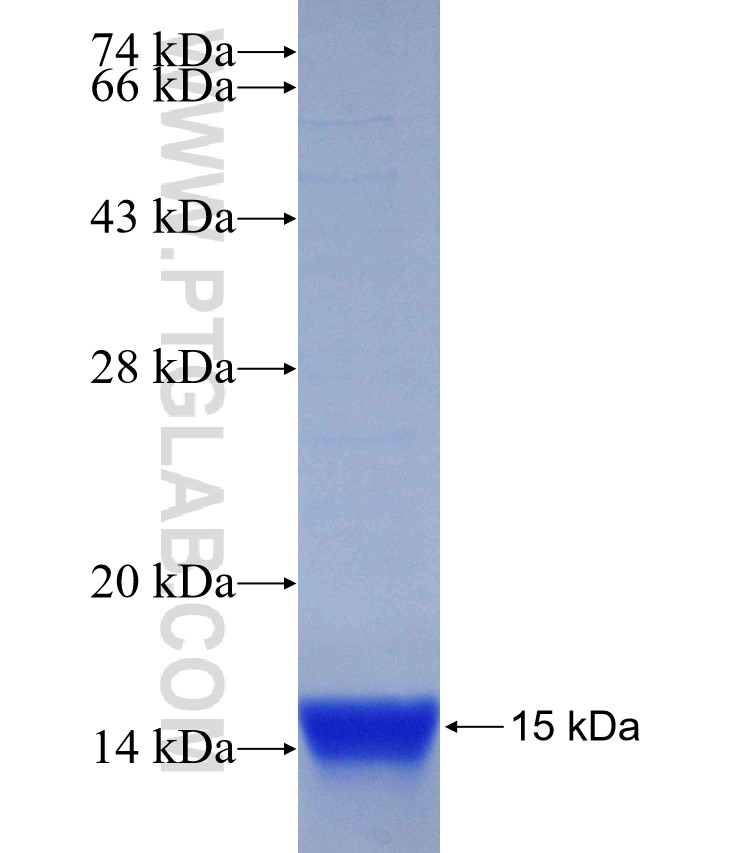 CHN1 fusion protein Ag29738 SDS-PAGE