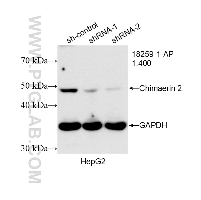 WB analysis of HepG2 using 18259-1-AP