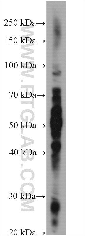WB analysis of CHO using 27803-1-AP