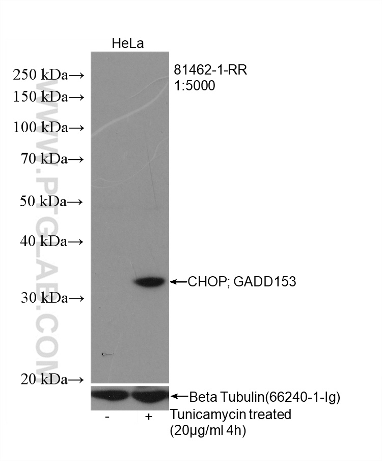 WB analysis of HeLa using 81462-1-RR (same clone as 81462-1-PBS)