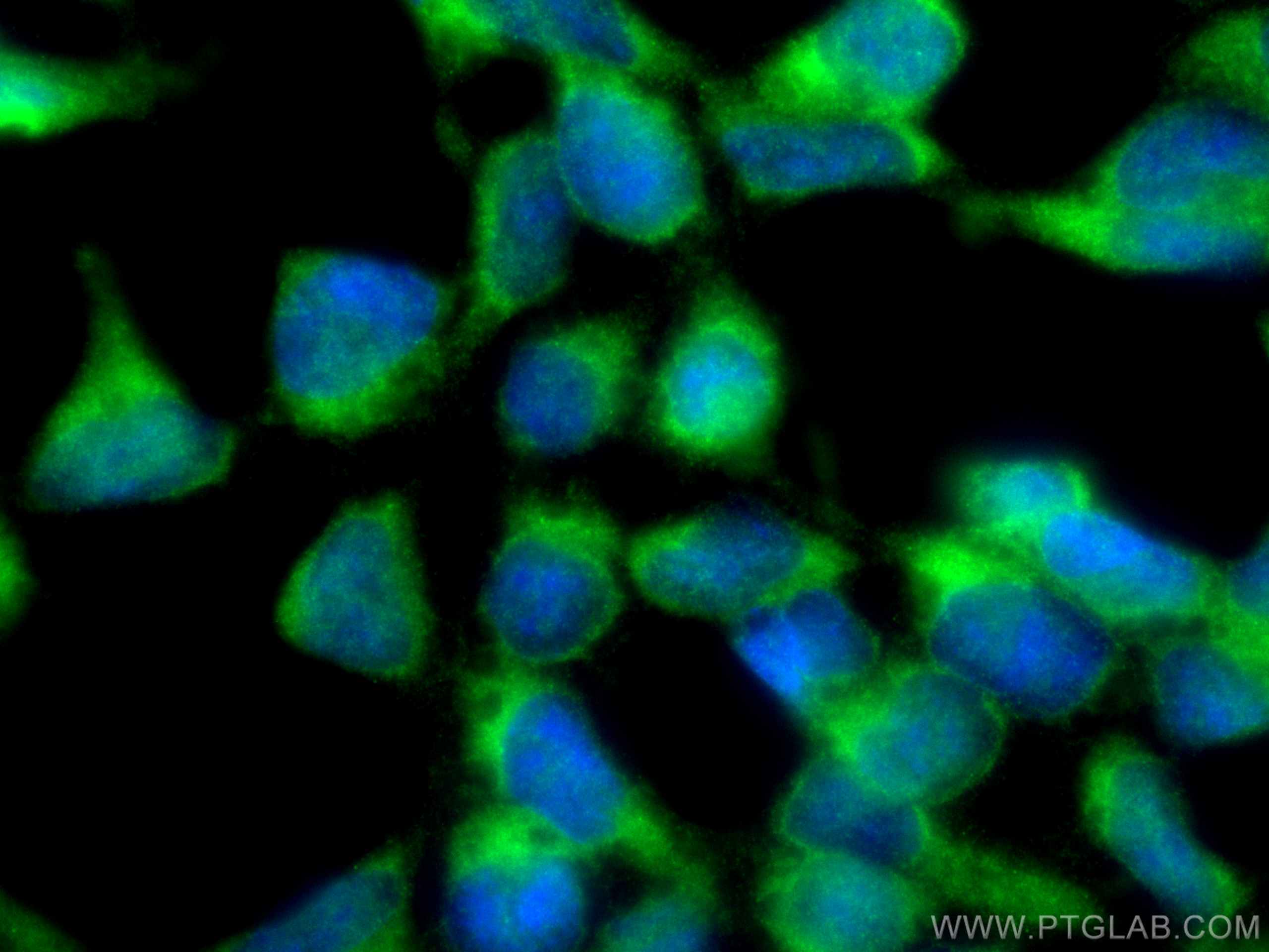 IF Staining of HEK-293 using 25525-1-AP