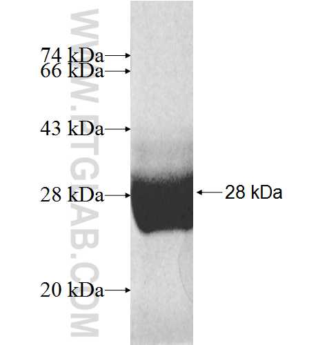 CHP fusion protein Ag8488 SDS-PAGE