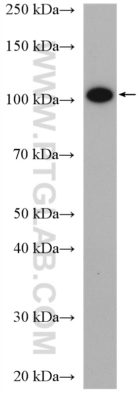 WB analysis of 3T3-L1 using 27293-1-AP