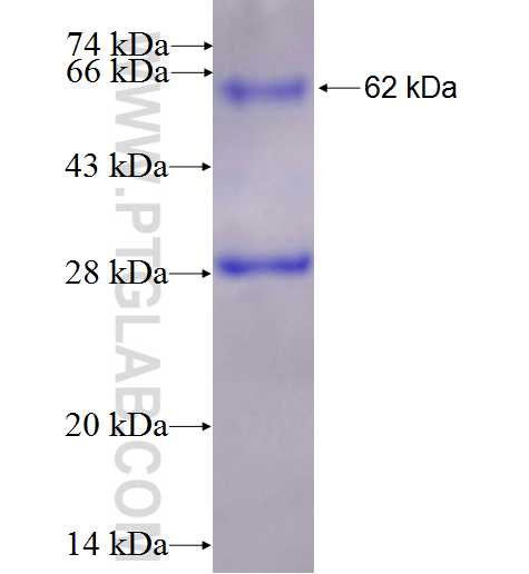 CHRD fusion protein Ag26001 SDS-PAGE