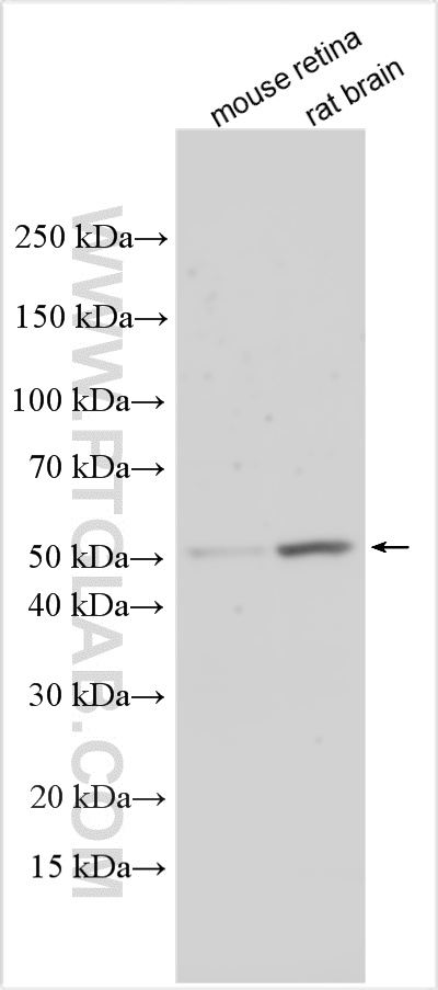 Various lysates were subjected to SDS PAGE followed by western blot with 15390-1-AP (CHRDL1 antibody) at dilution of 1:600 incubated at room temperature for 1.5 hours. WB analysis using 15390-1-AP