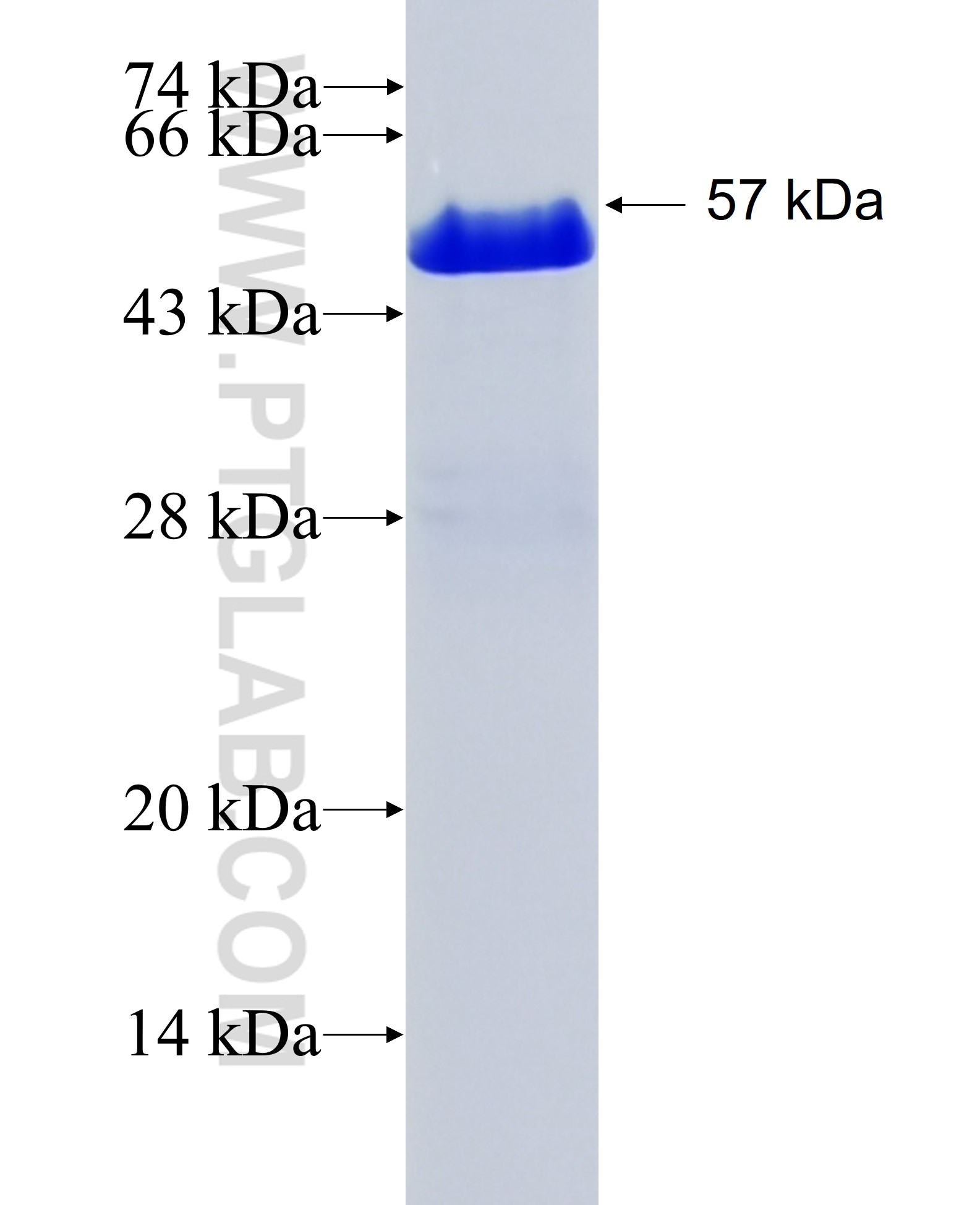 CHRM2 fusion protein Ag26870 SDS-PAGE
