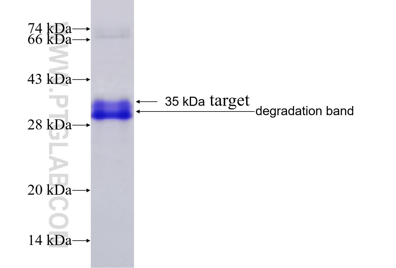 CHRM2 fusion protein Ag28555 SDS-PAGE