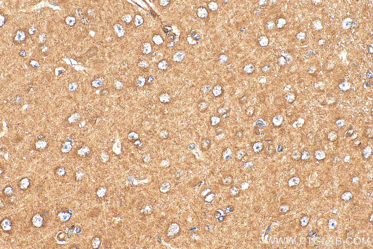 Immunohistochemical analysis of paraffin-embedded mouse brain tissue slide using 21978-1-AP (CHRM3 antibody) at dilution of 1:200 (under 40x lens). Heat mediated antigen retrieval with Tris-EDTA buffer (pH 9.0). IHC staining of mouse brain using 21978-1-AP