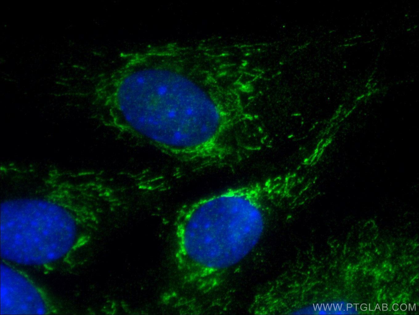 IF Staining of C2C12 using 10613-1-AP