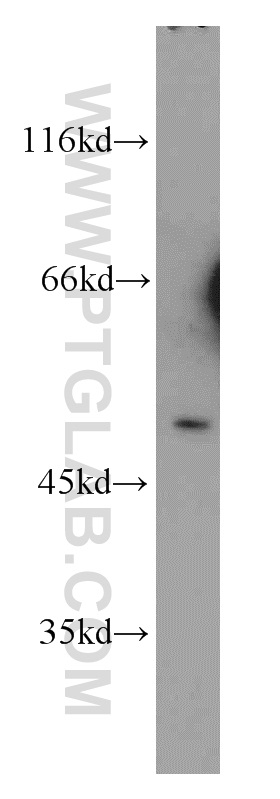 CHRNA10 Polyclonal antibody