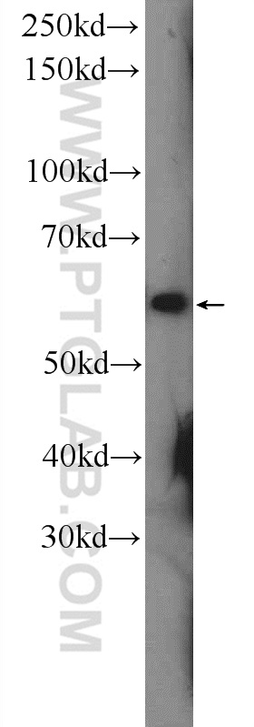 CHRNA7 Polyclonal antibody