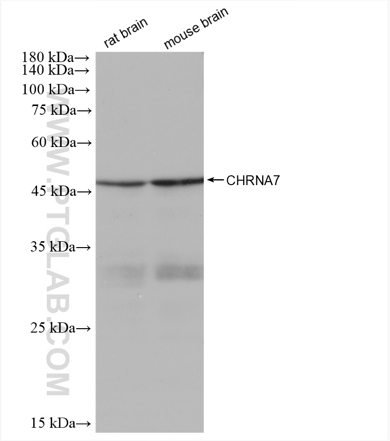 WB analysis using 82848-3-RR