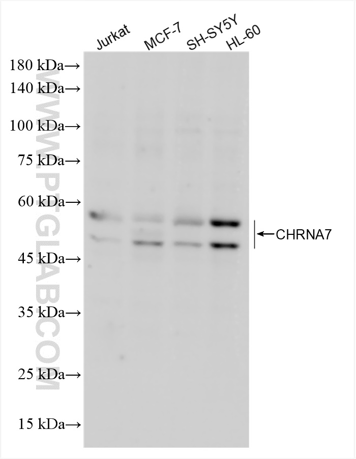 WB analysis using 82848-4-RR