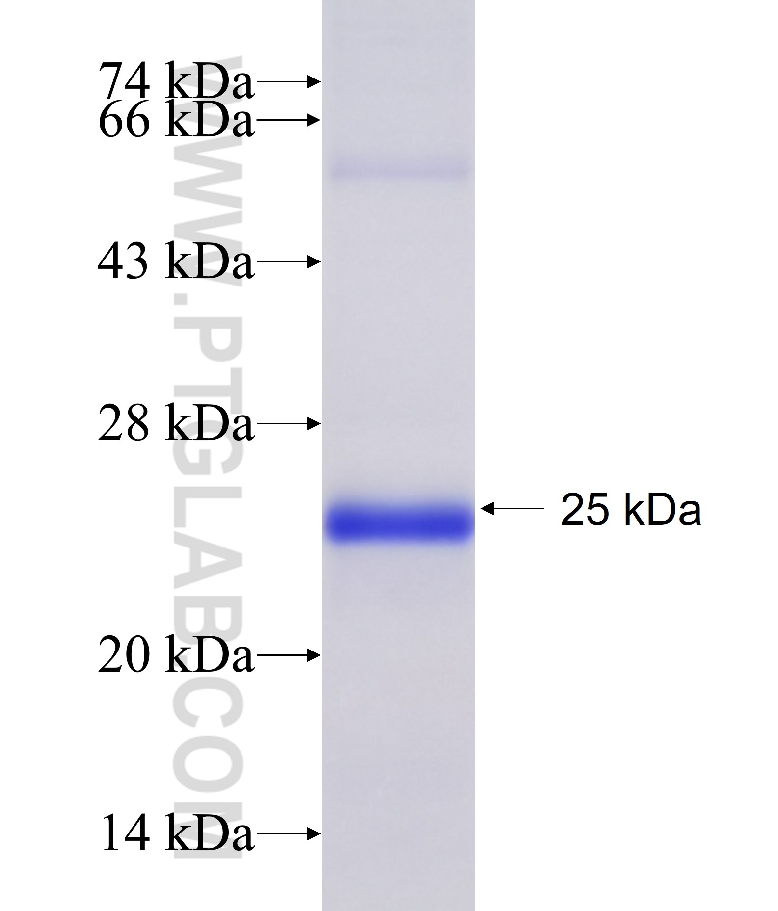 CHRNA7 fusion protein Ag15980 SDS-PAGE