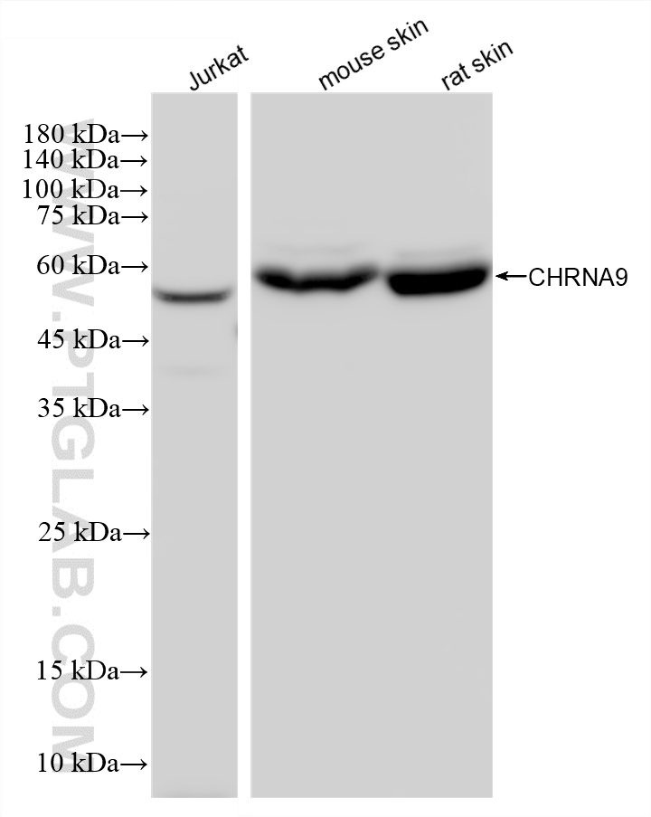 WB analysis using 87585-1-RR (same clone as 87585-1-PBS) WB analysis using 87585-1-RR (same clone as 87585-1-PBS)