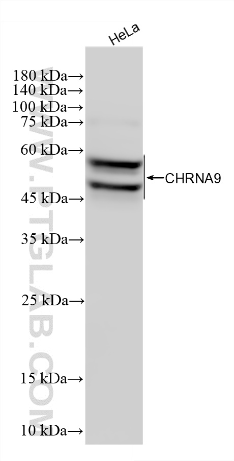 WB analysis of HeLa using 87585-1-RR (same clone as 87585-1-PBS) WB analysis of HeLa using 87585-1-RR (same clone as 87585-1-PBS)