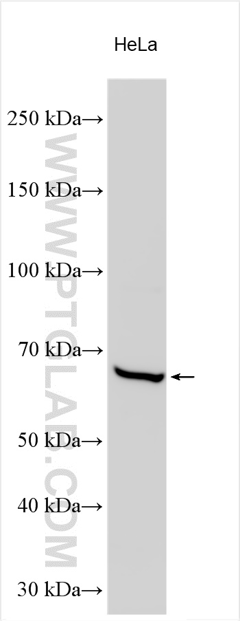 WB analysis using 21928-1-AP