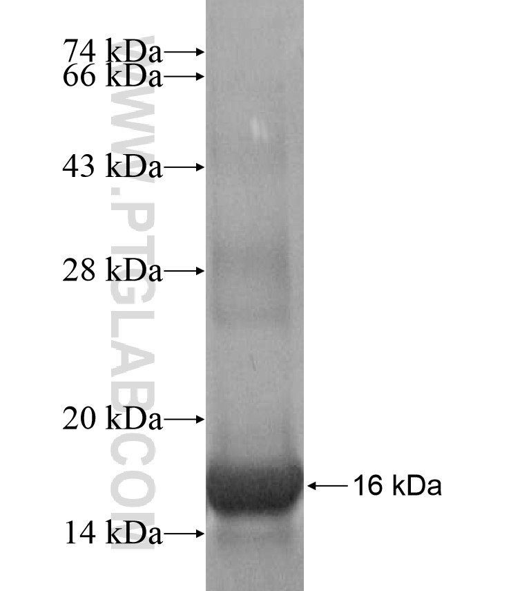 CHST13 fusion protein Ag17189 SDS-PAGE CHST13 fusion protein Ag17189 SDS-PAGE