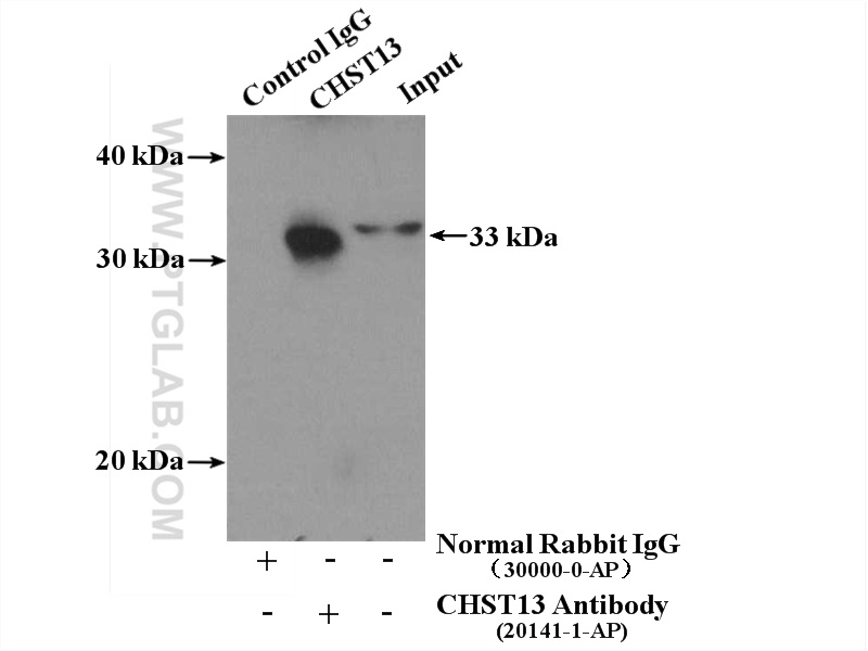 IP experiment of mouse liver using 20141-1-AP