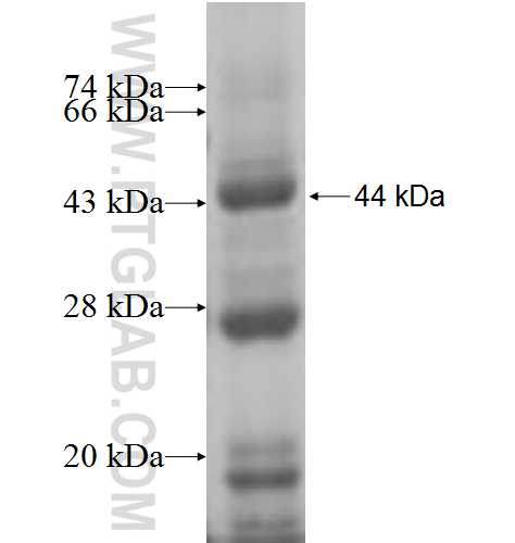 CHST15 fusion protein Ag5805 SDS-PAGE