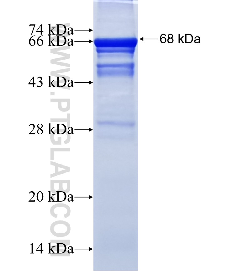 CHST3 fusion protein Ag13008 SDS-PAGE