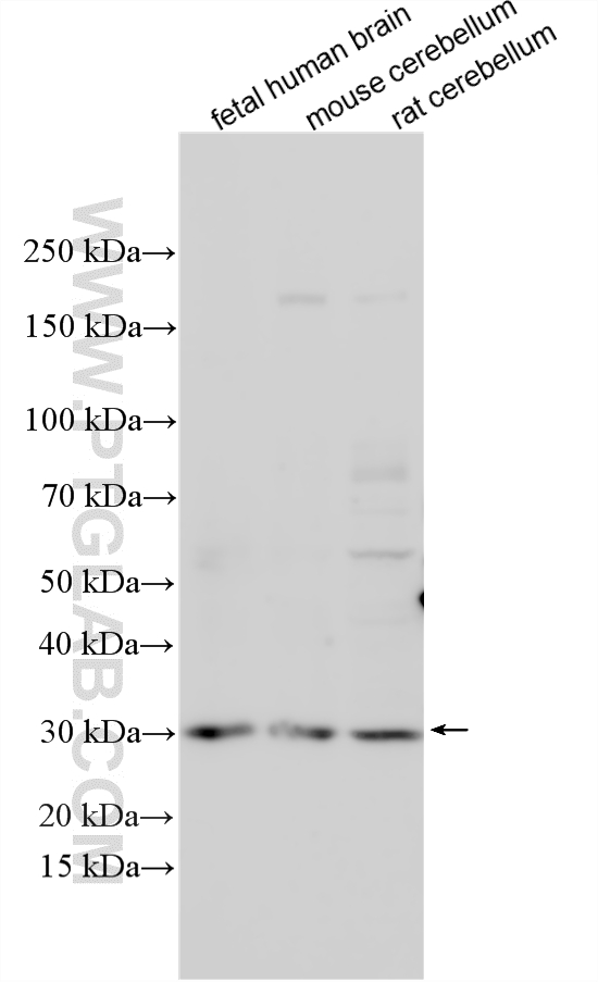 Various lysates were subjected to SDS PAGE followed by western blot with 16426-1-AP (CHST8 antibody) at dilution of 1:600 incubated at room temperature for 1.5 hours. WB analysis using 16426-1-AP