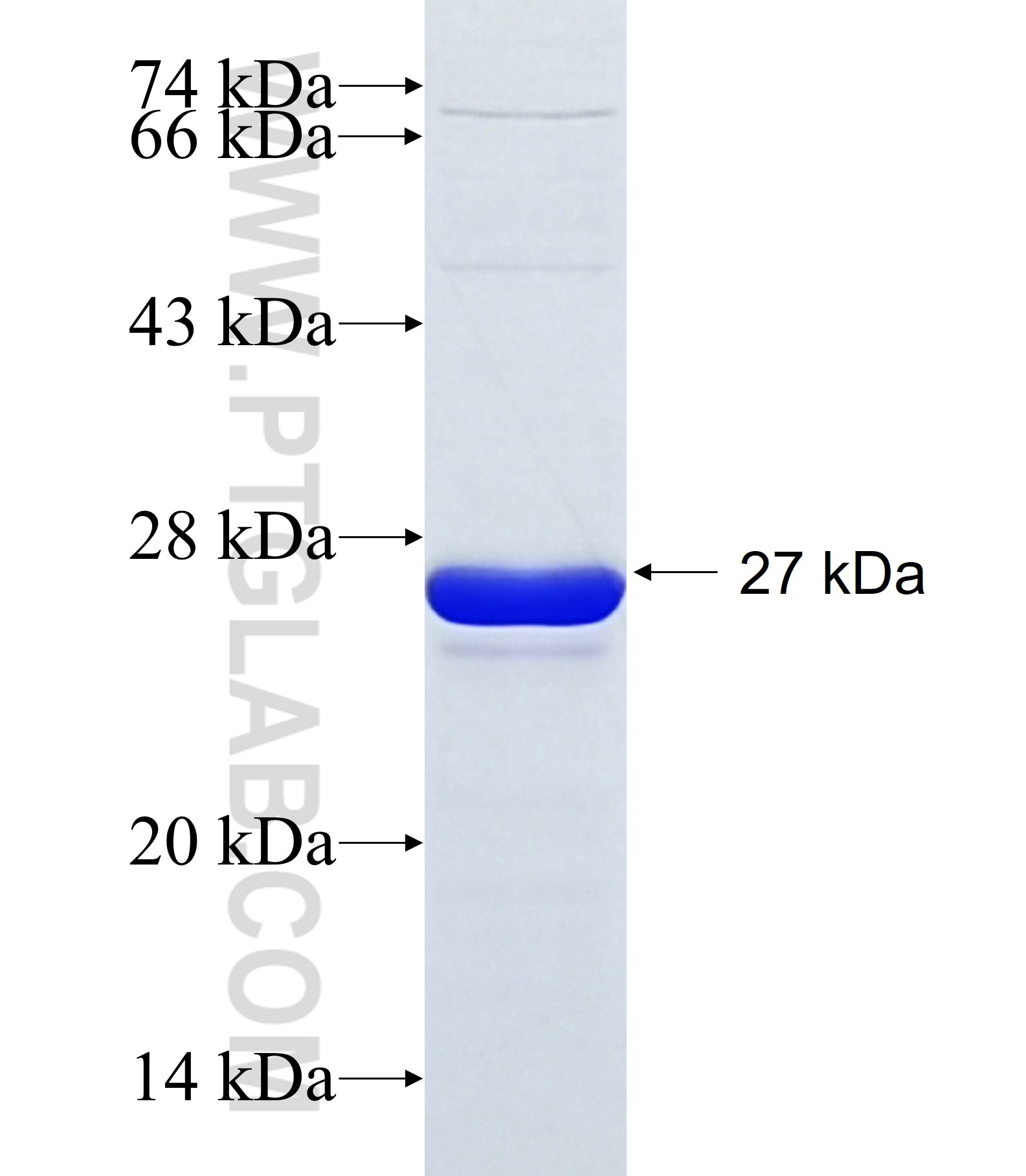 CHSY3 fusion protein Ag19652 SDS-PAGE