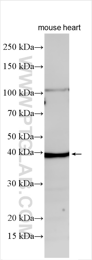 WB analysis using 32585-1-AP