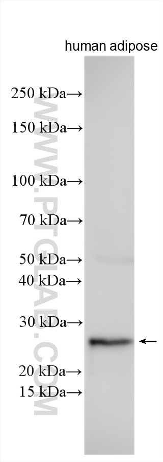 WB analysis using 13170-1-AP