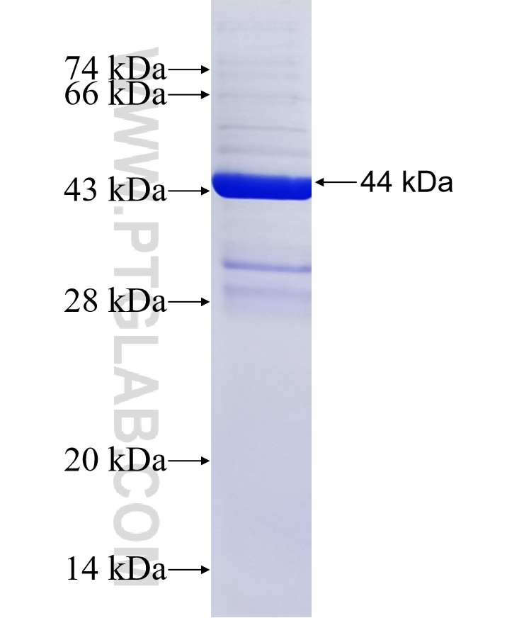 CIDEB fusion protein Ag27003 SDS-PAGE